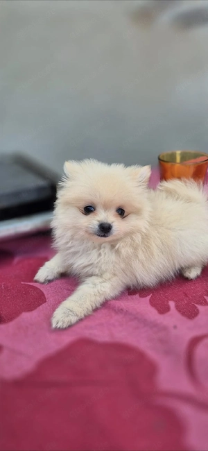pomeranian