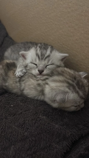 Zwei liebevolle Britisch Kurzhaar Mix Kitten suchen ihr Für-immer-Zuhause 