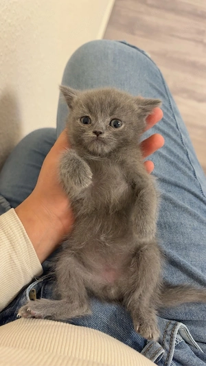 sehr süße bkh kitten nur noch 2babys da!!!!