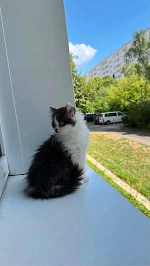 Kitten britisch langhaar