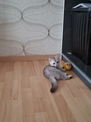 Baby Katzen Britisch Kurzhaar 