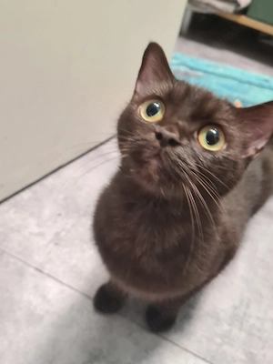British kurzhaar katze schoko