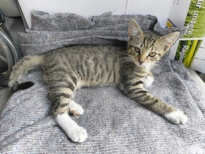 Kalifornische Katzen 