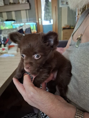 zwei kleine Chihuahua Welpen...