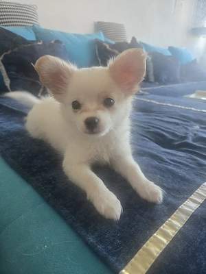 zuckersüße kleine Papillon Chihuahua Welpen