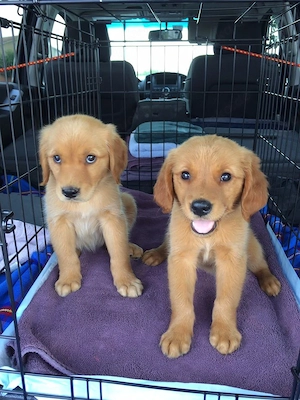 Entzückende Golden-Retriever-Welpen suchen ein liebevolles Zuhause