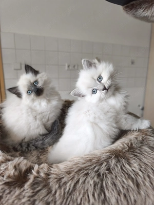 Neva Masquarada Sibirische Katze reinrassig