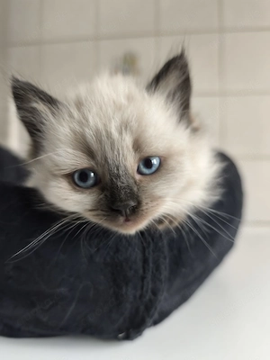Neva Masquarada Sibirische Katze reinrassig