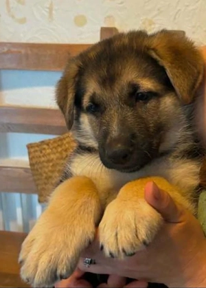 Wunderschöner Deutscher Schäferhund-Welpe   Sucht ein liebevolles Zuhause   