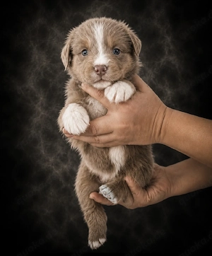 Miniature Australian Shepherd Welpen mit Papieren auf der Suche nach ihrer perfekten Familie