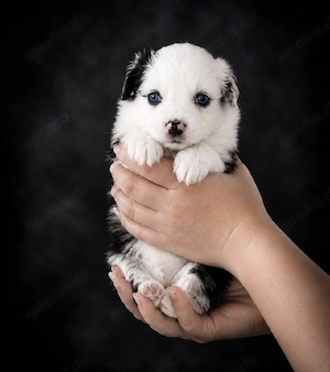 Miniature Australian Shepherd Welpen mit Papieren auf der Suche nach ihrer perfekten Familie