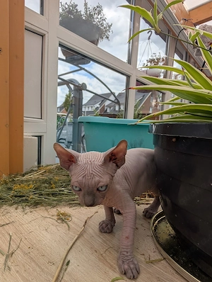    Bezaubernde Sphynx-Kitten suchen ein liebevolles Zuhause!   