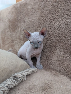    Bezaubernde Sphynx-Kitten suchen ein liebevolles Zuhause!   