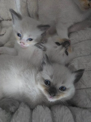 Liebevolle Ragdoll Kitten suchen ein neues Zuhause