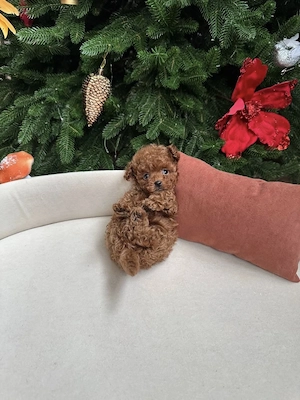 Toy puddle Welpen 