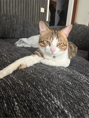 Bengal Kater