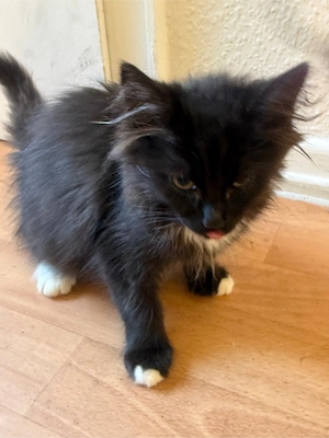 Fünf süße Kitten suchen ein neues Zuhause :)
