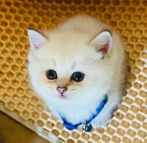 Reinrassiges BKH-Kitten