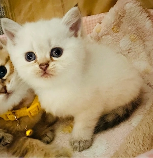 Reinrassige BKH-Kitten