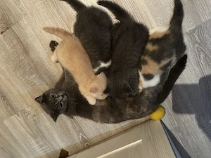 4 wunderschöne kitten, suchen ein zu Hause