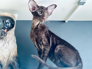 Orientalisch Kurzhaar Edel Kitten mit Stammbaum