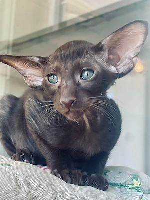 Orientalisch Kurzhaar Edel Kitten mit Stammbaum