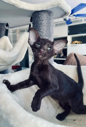 Orientalisch Kurzhaar Edel Kitten mit Stammbaum