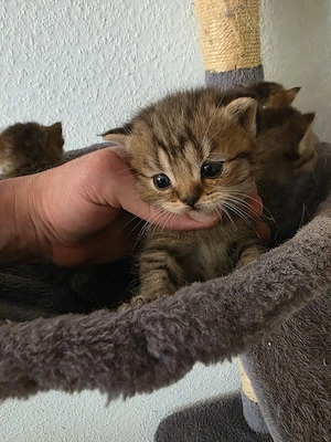Wunderschöne Britisch Kurzhaar Kitten (Golden Tabby) suchen ein neues Zuhause Bild 5