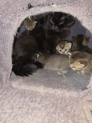 Wunderschöne Britisch Kurzhaar Kitten (Golden Tabby) suchen ein neues Zuhause Bild 7