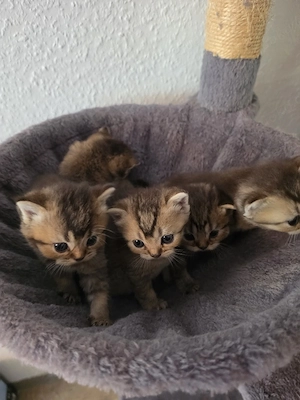 Wunderschöne Britisch Kurzhaar Kitten (Golden Tabby) suchen ein neues Zuhause Bild 4
