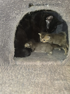 Wunderschöne Britisch Kurzhaar Kitten (Golden Tabby) suchen ein neues Zuhause Bild 6