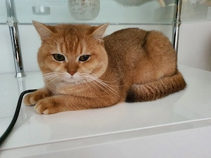 Wunderschöne Britisch Kurzhaar Kitten (Golden Tabby) suchen ein neues Zuhause Bild 9