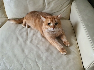 Wunderschöne Britisch Kurzhaar Kitten (Golden Tabby) suchen ein neues Zuhause Bild 10