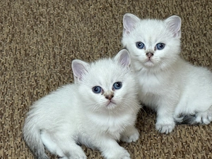 Britisch Kurzhaar (BKH) Kitten suchen ein liebevolles Zuhause 