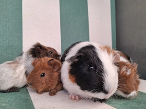 Vier wunderschöne Meerschweinchen suchen ein Zuhause 