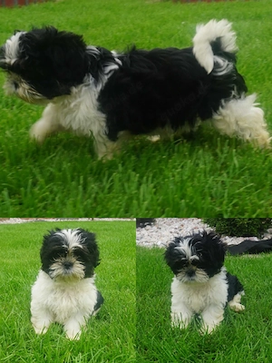 Welpen Reinrassige shih tzu 