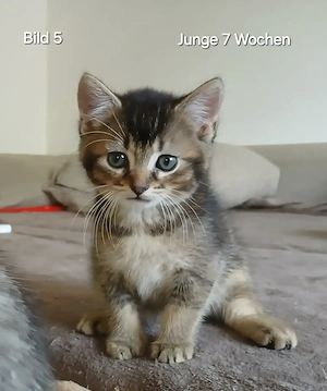 Süße kätzchen suchen ein zuhause