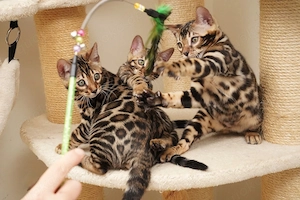 Bengal-Kitten suchen neues Zuhause