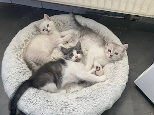 3 süße katzchen suchen neues zuhause