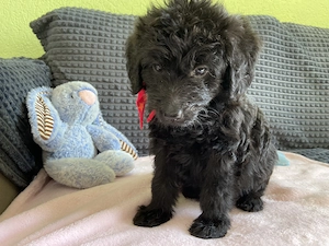Zuckersüße Labradoodlewelpen suchen ab Mitte August ein tolles Zuhause 