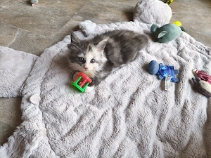 Maine Coon 