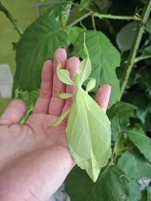 Phyllium Philippinicum wandelnde Blätter Eier
