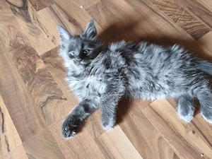 Maine Coon Reinrassig 
