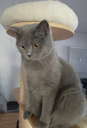 Junger Kater, kastriert, sucht dringend liebevolles Zuhause