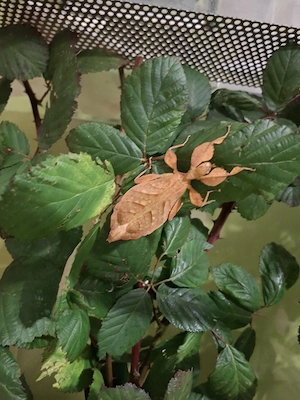 buntes Wandelndes Blatt leteranti Tataba Eier 