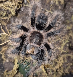 Tliitocatl albopilosum nicaragua, honduras und Hobbyform 