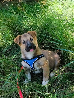 Wachhund Toffi 