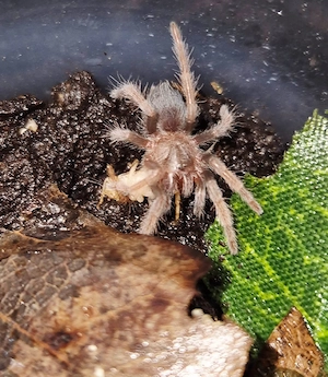 Brachypelma emilia DNZ 2 2025