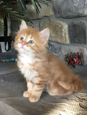 Sozialisierung von männlichen und weiblichen Maine-Coon-Kätzchen