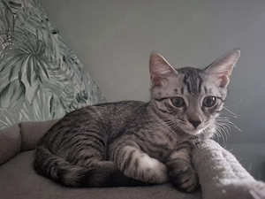 2 kitten 24 wochen alt  dringen abzugeben